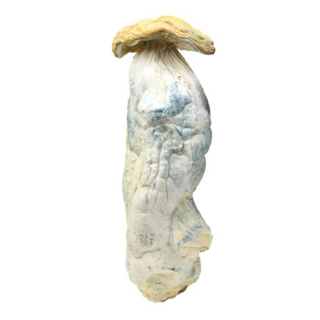 Penis Envy Magic Mushrooms