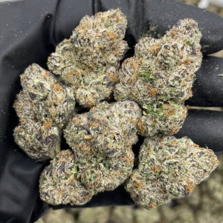 MELONADO INDOORS 🍈🍭