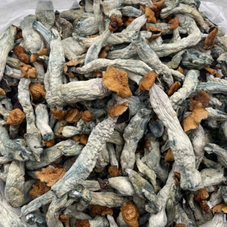 Exotic mushrooms 🍄🍄‍🟫